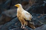 IMG_5259 Avvoltoio, Wadi Dirhur, Socotra